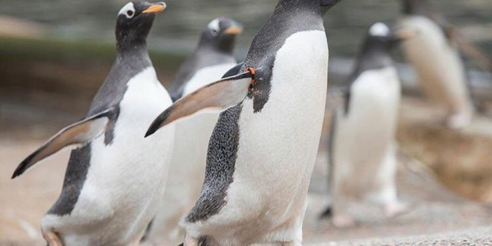 Watch: Baby penguins hatch in...