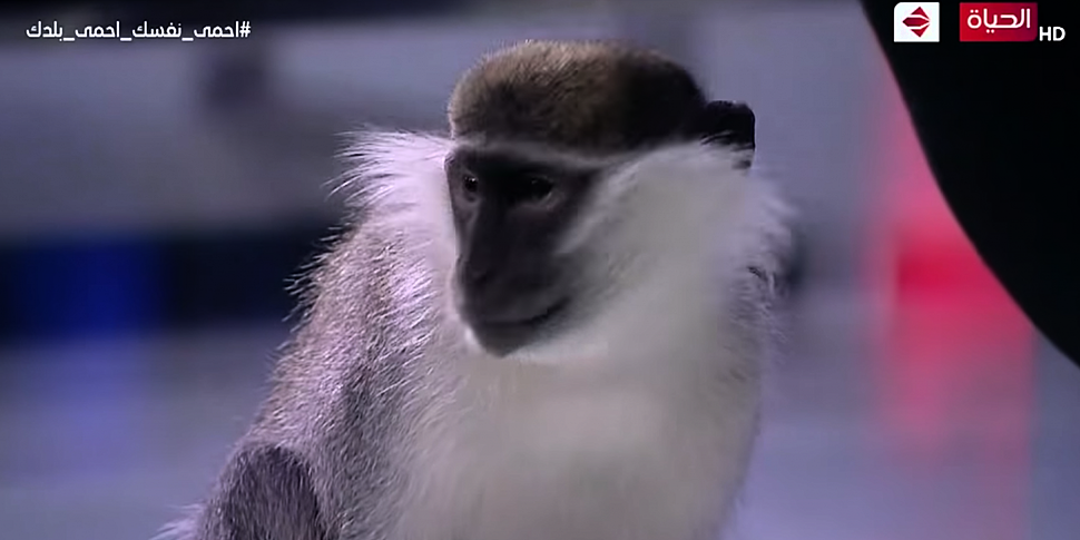 Monkey chases TV presenter out...