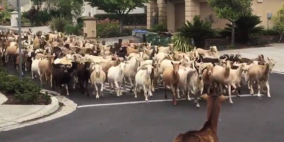 200 goats invade a California...