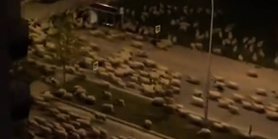 Watch: Hundreds of sheep invad...