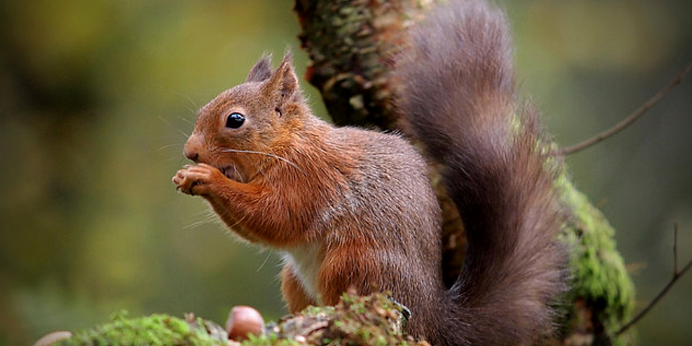 The native red squirrel is mak...