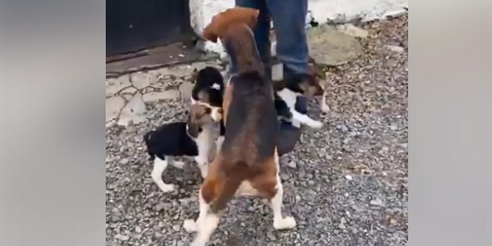 Watch: Stolen puppies are reun...