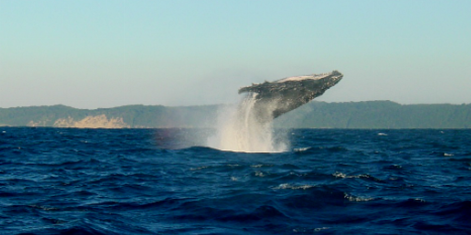 Stunning footage of a humpback...