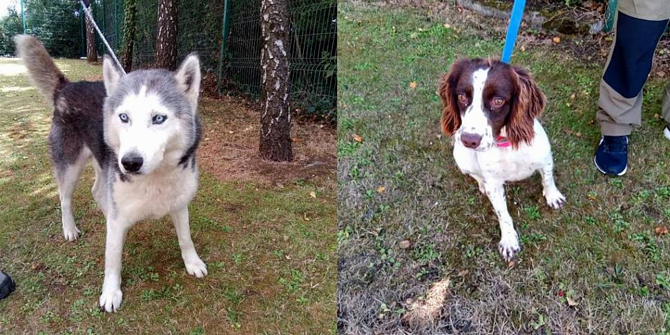 Gardaí seize 10 dogs believed...