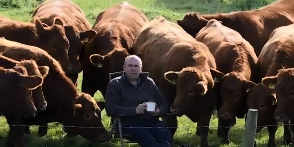 Moove Over: Farmer watches Iri...