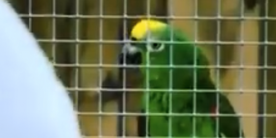 Singing parrot is impressing p...