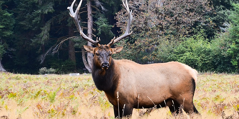 Hunter killed by Elk that he'd...