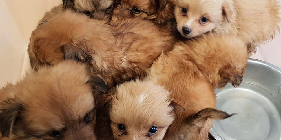 Seven adorable pomeranian pupp...