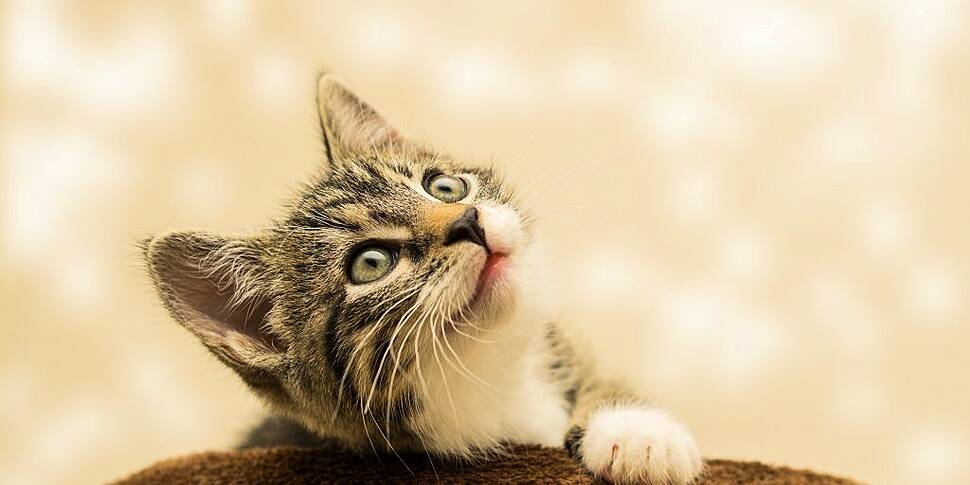 New study finds cats see their...