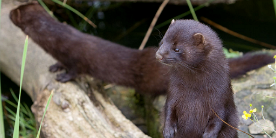 Minks to be culled in Ireland...