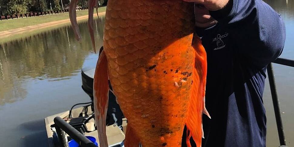 This massive goldfish has been...