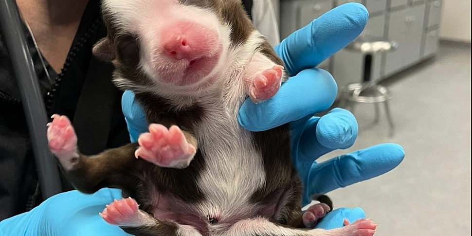 Newborn puppy has six legs and...