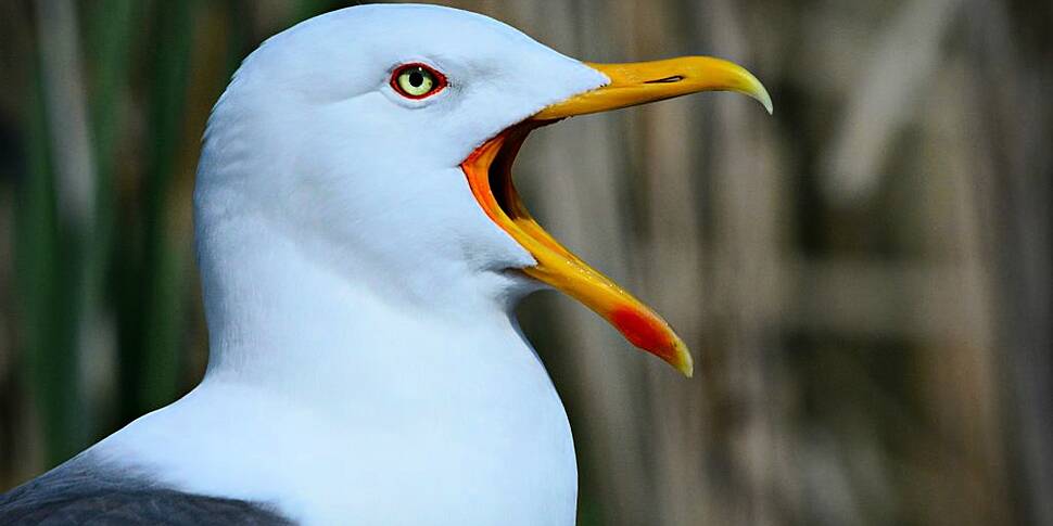 Seagulls in Bahrain have becom...