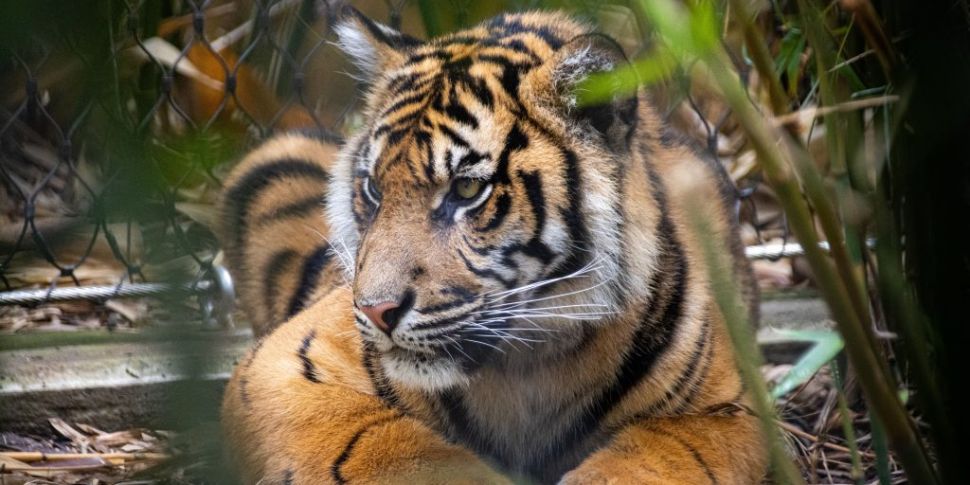 Endangered tiger missing after...