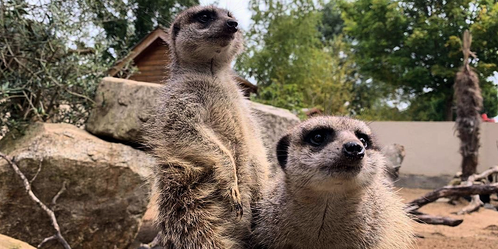 The Zoo at Tayto Park is reope...