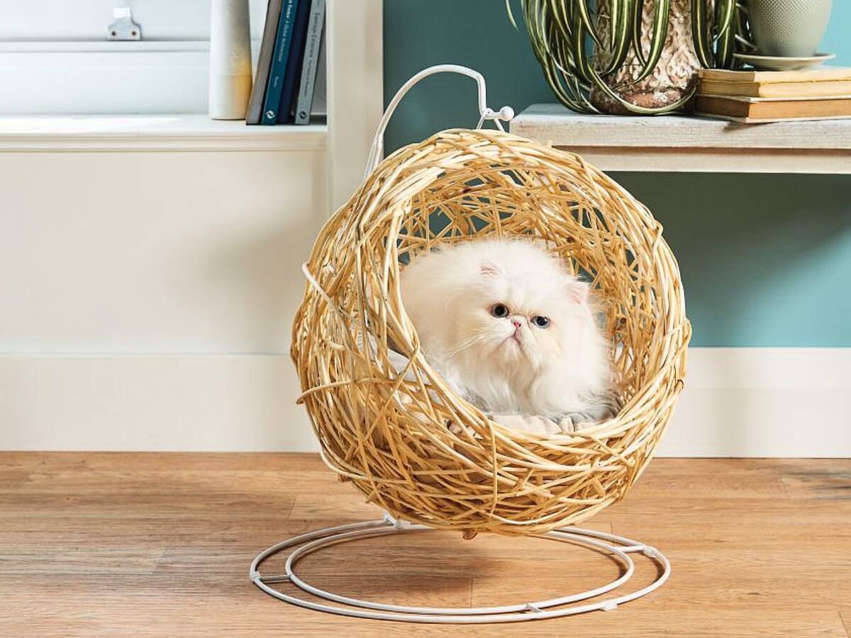 These mini hanging chairs for cats are coming to Aldi iRadio