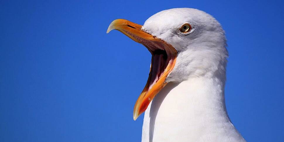 Man reckons he taught a seagul...