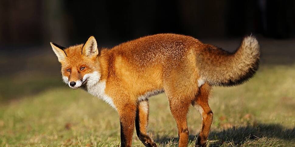 A fox has broken into Leinster...