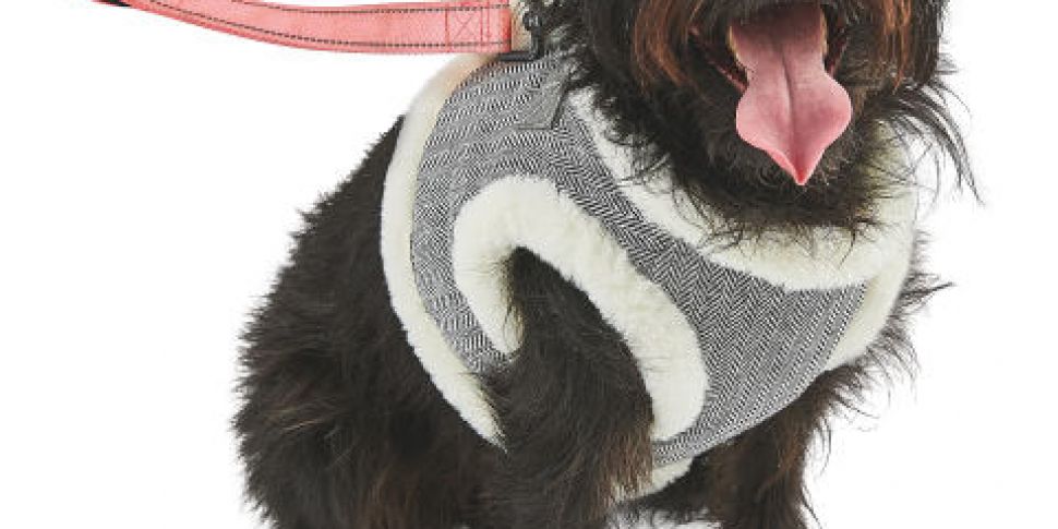 You can now get dog coats for...