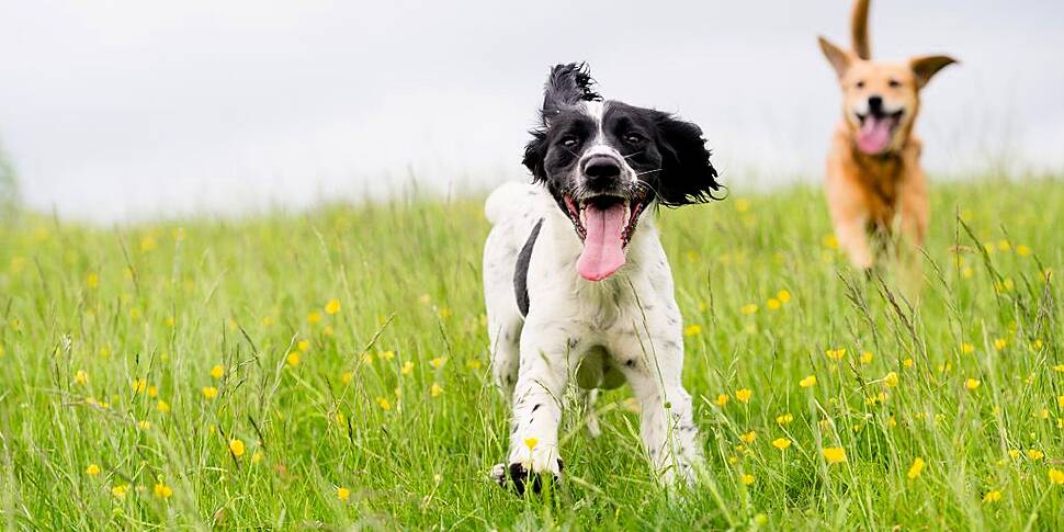 Dogs Trust issue warning over...