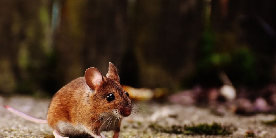 Vegan fined for feeding mice i...