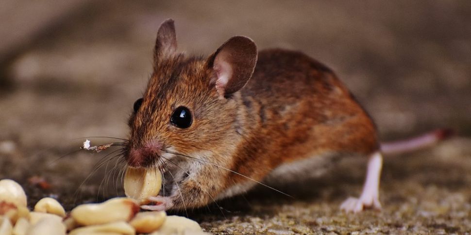 Study finds rats have a sense...