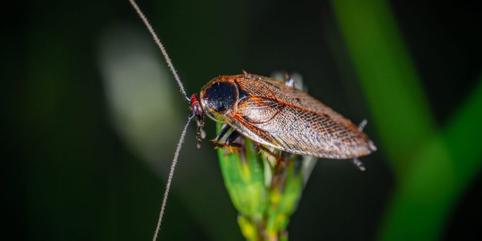 You can name a cockroach after...