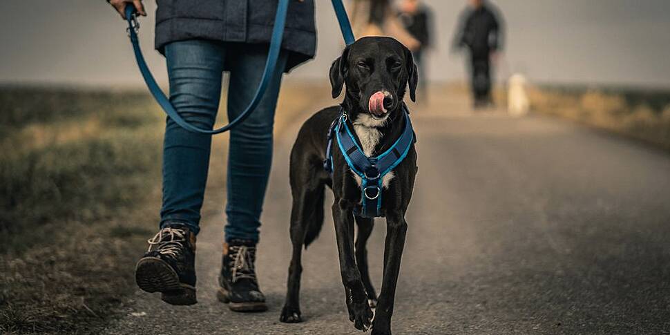 Dog owners will face €300 on t...