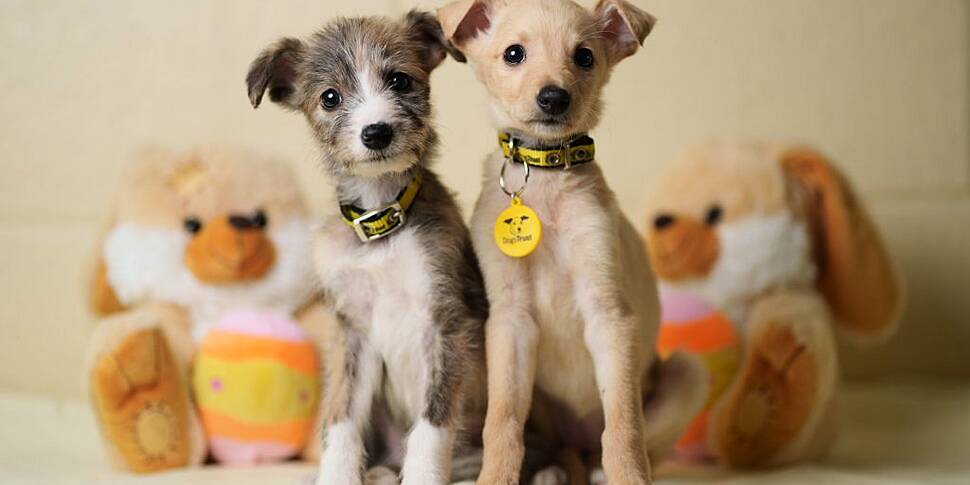 Dogs Trust warning people to k...