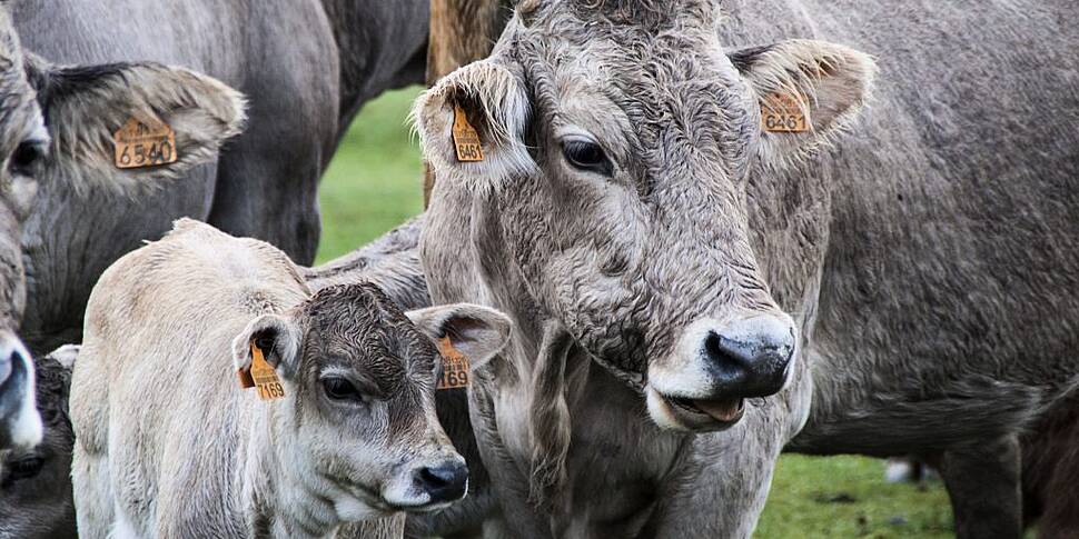 IFA Warns of milk price war am...