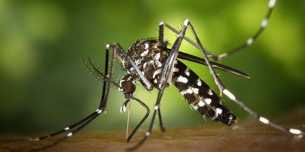 Scientists discover why mosqui...