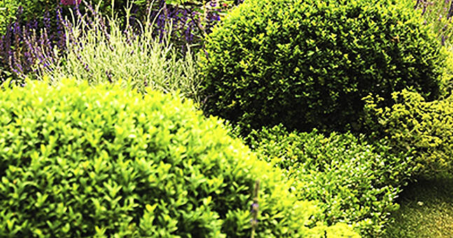 In the garden this week — Buxus | The Irish Post