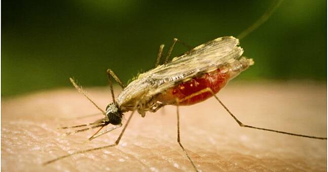 Mosquitoes carrying malaria have been discovered in Ireland | The Irish ...