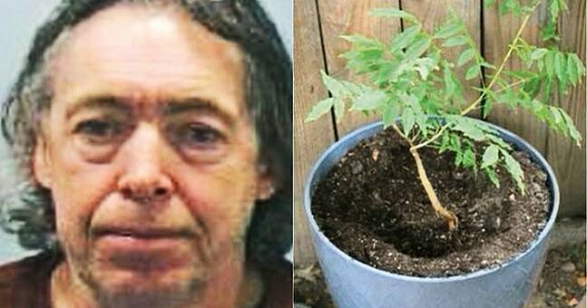 Rapist Brought To Justice 30 Years On After Police Match DNA From Plant ...