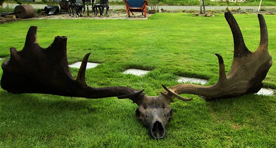 Antlers of extinct giant Irish Elk found at the bottom of Lough Neagh ...