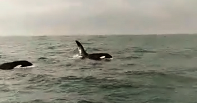 Two killer whales spotted swimming off the coast of Dublin | The Irish Post