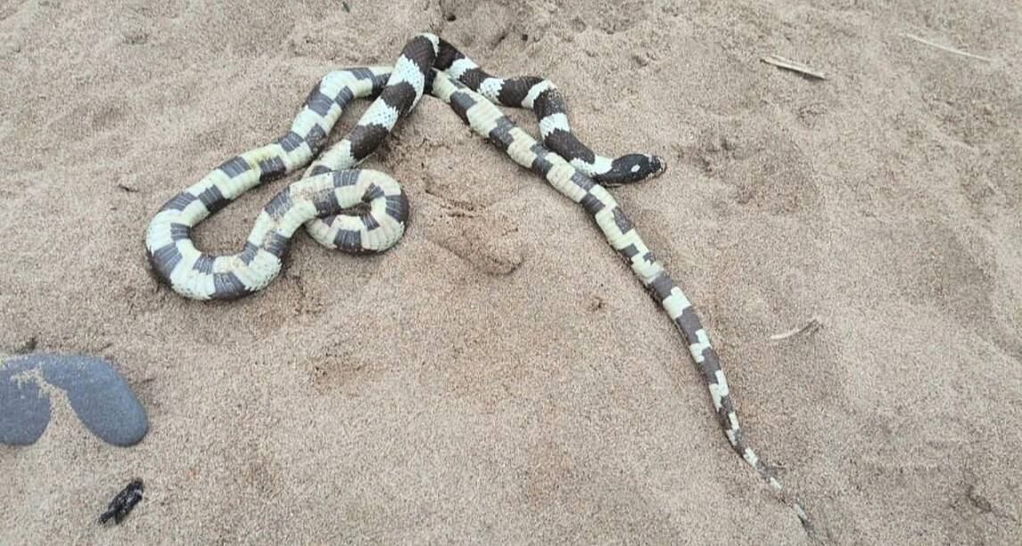Where s st patrick when you need him snake discovered on beach in
