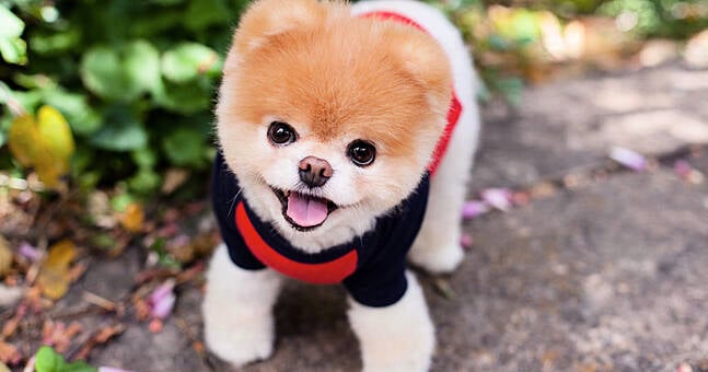 Boo store dog breed