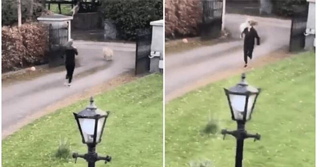 Hilarious video of Irish jogger being chased by a goat goes viral | The ...