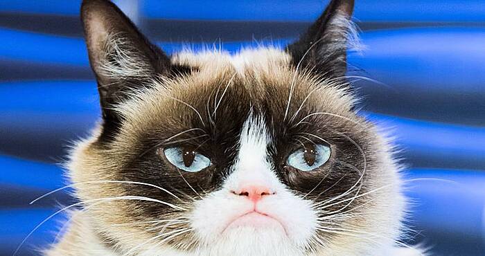 How Grumpy Cat went from feline obscurity to internet sensation