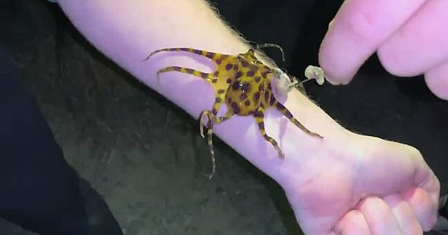 octopus you can flip