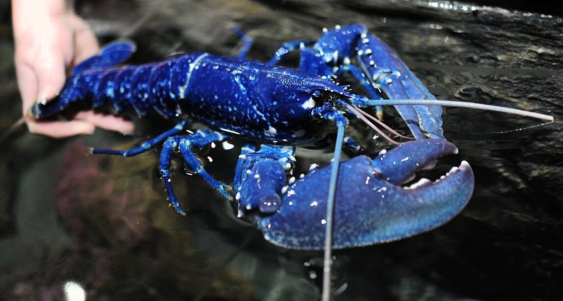 Extremely rare BLUE lobster caught off Wicklow coast | The Irish Post