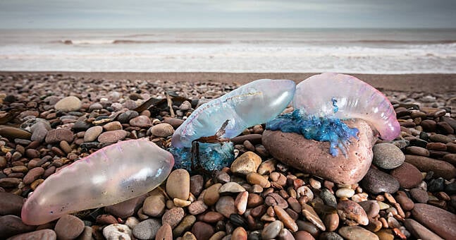 'Thousands' of dangerous Portugese man o' war jellyfish appear on Irish ...