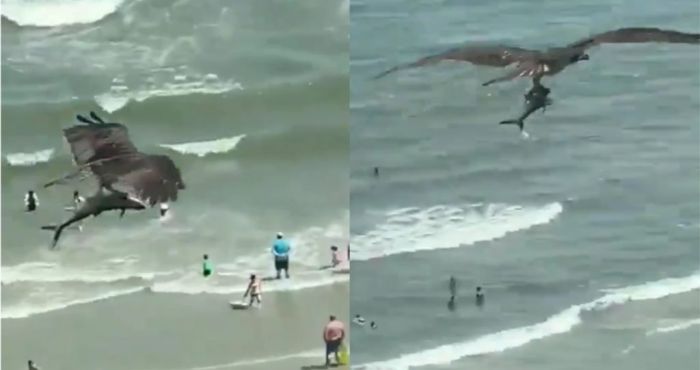WATCH: Huge bird of prey plucks 'shark' from ocean and soars over ...