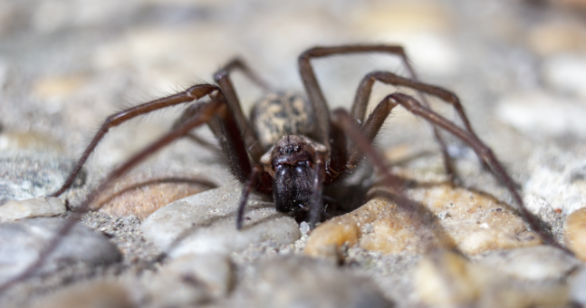 Ireland under attack from sex-crazed spiders 'the size of your hand ...