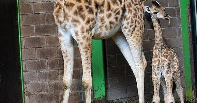 Belfast Zoo Announces Birth Of Adorable Baby Giraffe Named 'Ballyclare ...