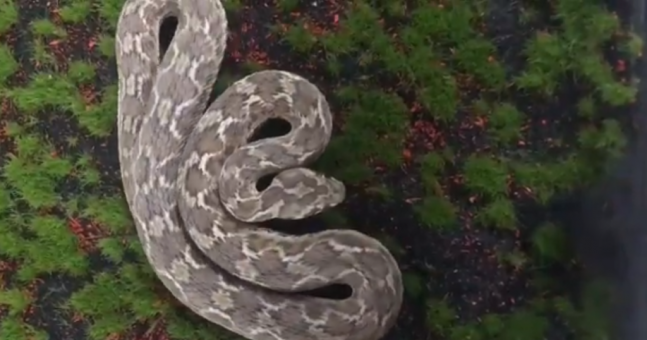 Irish child finds one of world's deadliest snakes in his garden | The