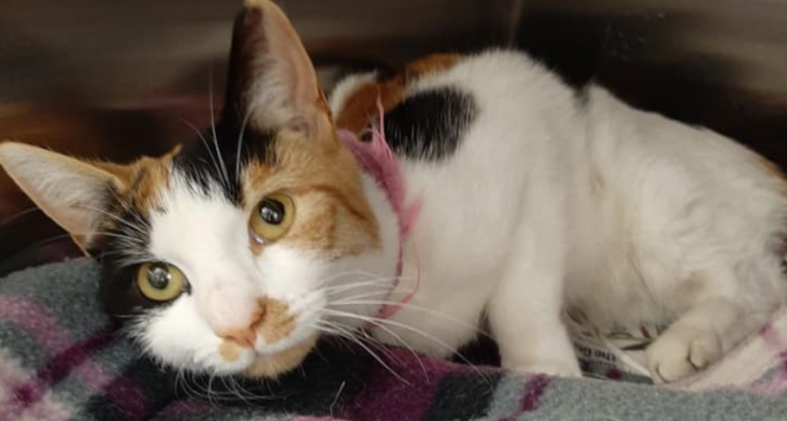 Poor cat is left paralysed after being SHOT by 'evil' thugs in Dublin