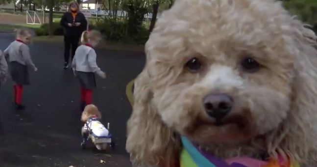 Adorable disabled rescue dog lifting spirits at schools