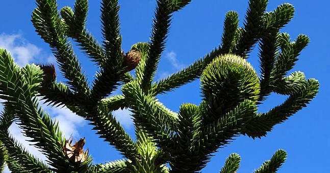 The rise and fall in popularity of the monkey puzzle tree | The Irish Post